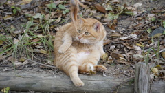 公園の猫