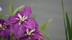 菖蒲