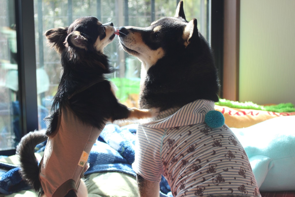 チワワ銀と柴犬くまが鼻をツンツン