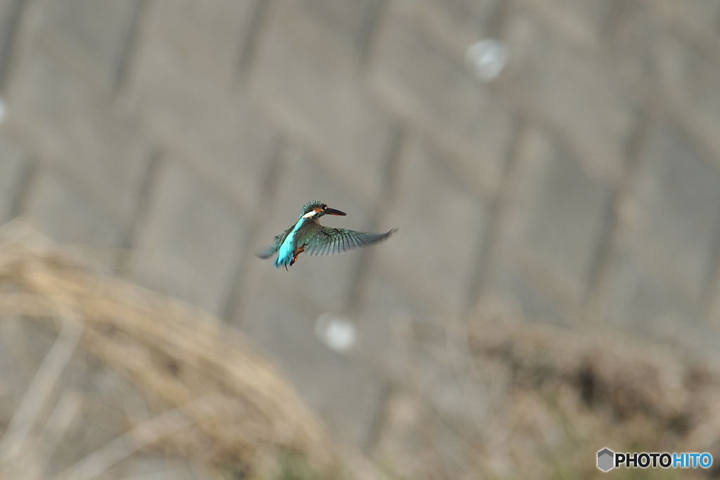 DSC_0036_00001