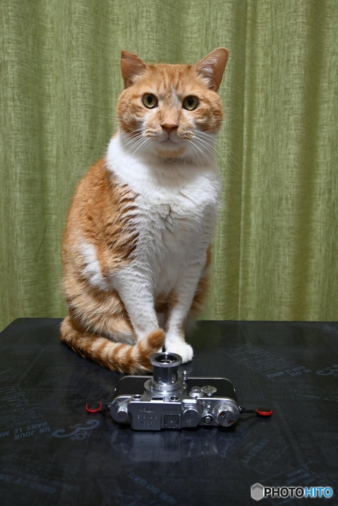 Leicaと猫