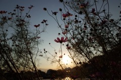 夕暮れのコスモス2