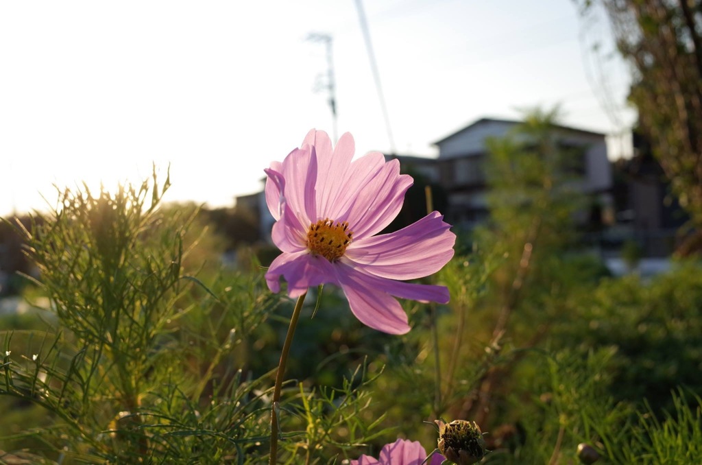 夕暮れのコスモス3