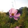 夕暮れのコスモス3