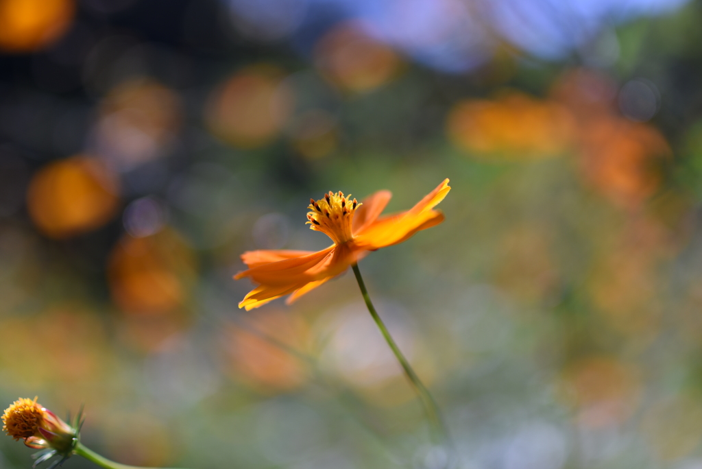 DSC_0719