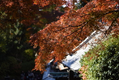 DSC_1230