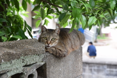 まち猫