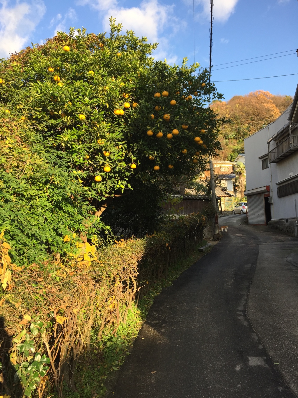 島とみかん 広島
