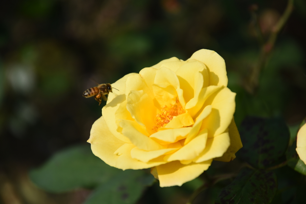 薔薇　と　蜂