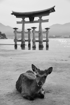 広島県　宮島厳島神社