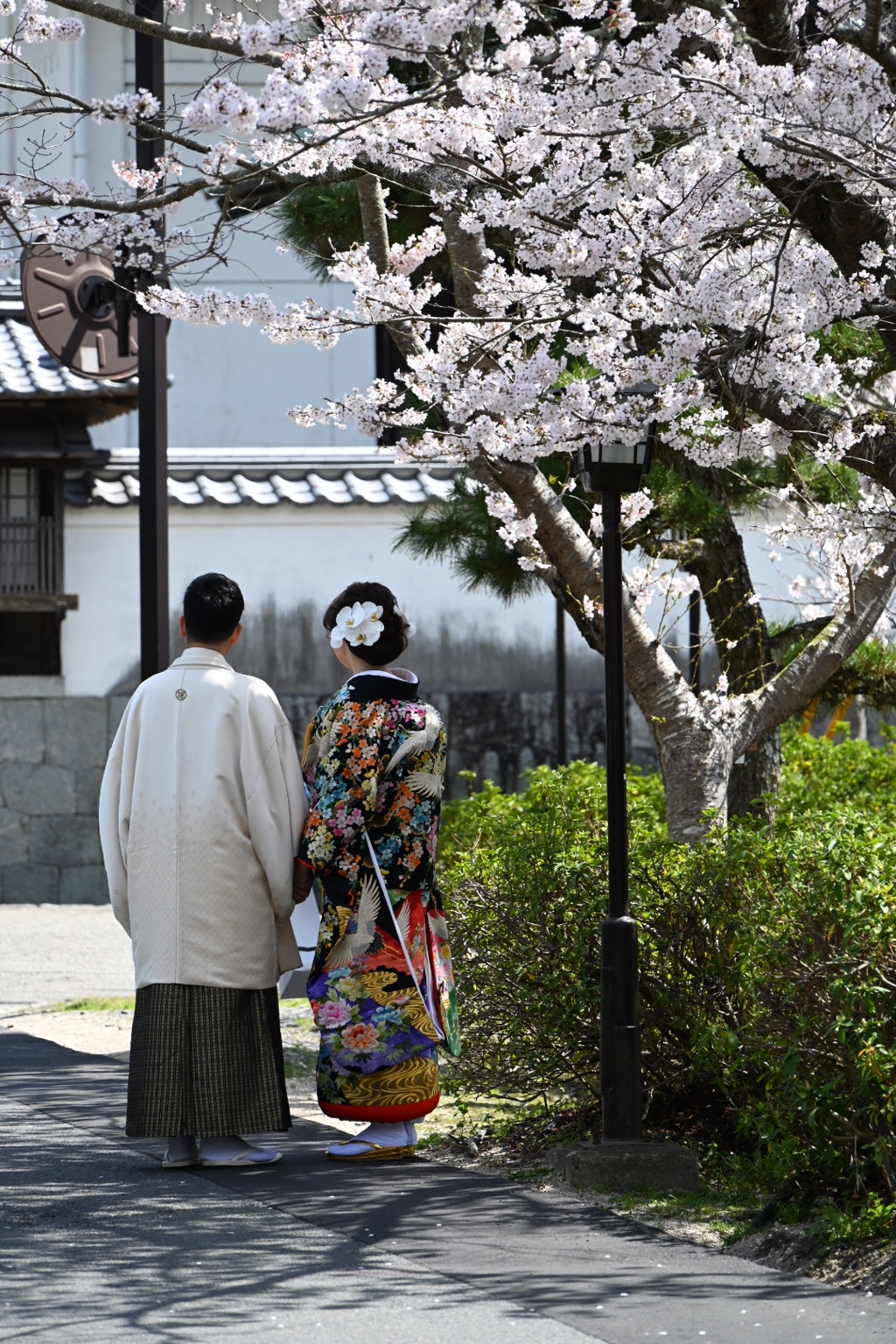 満開の桜の下で
