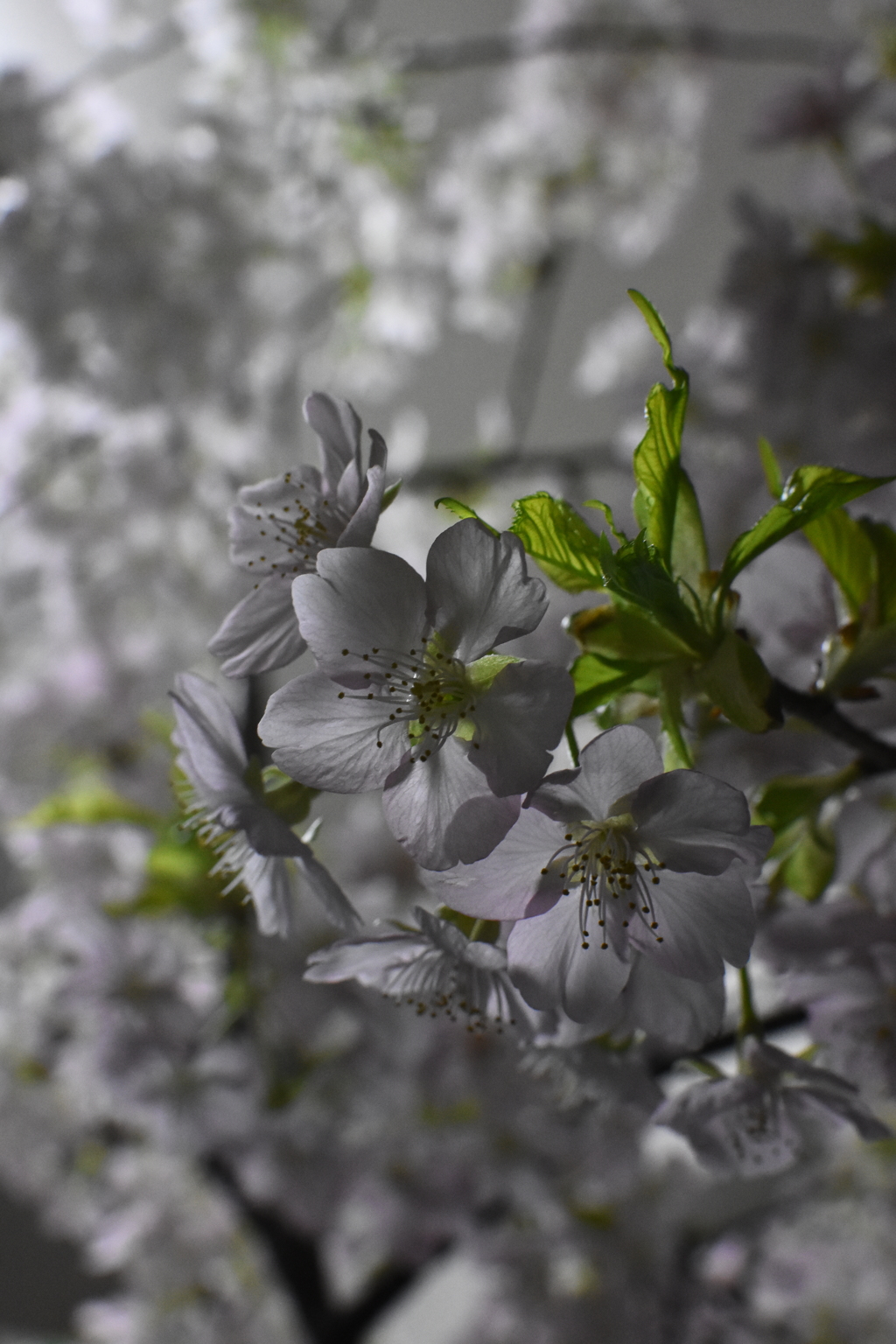 2018年3月　河津桜