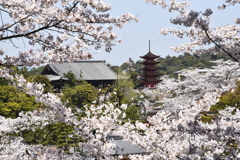 2018年　広島県宮島の桜