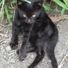 野良猫