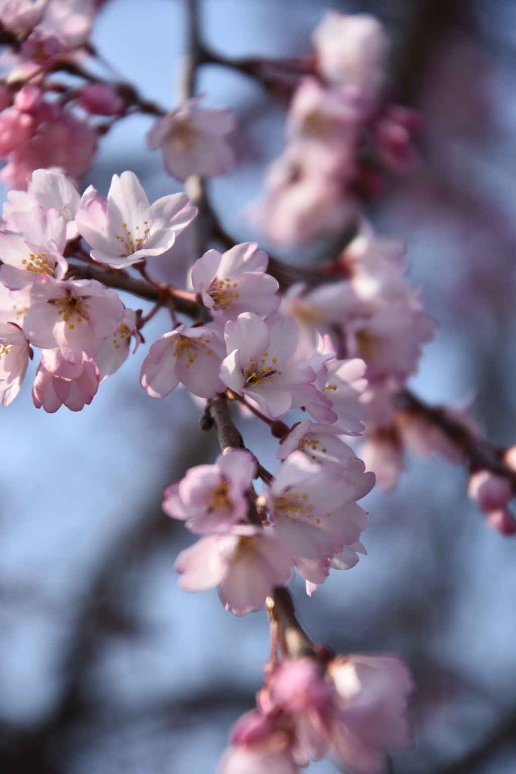 2018年　開花　広島市