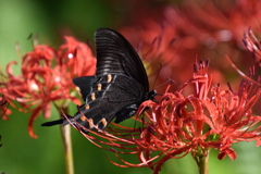 CSC_0111
