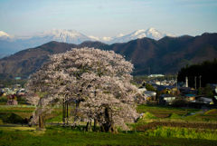 黒部のエドヒガン桜
