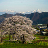 黒部のエドヒガン桜