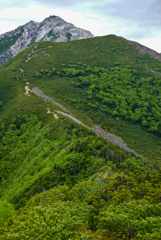 甲斐駒ケ岳への新緑の稜線②