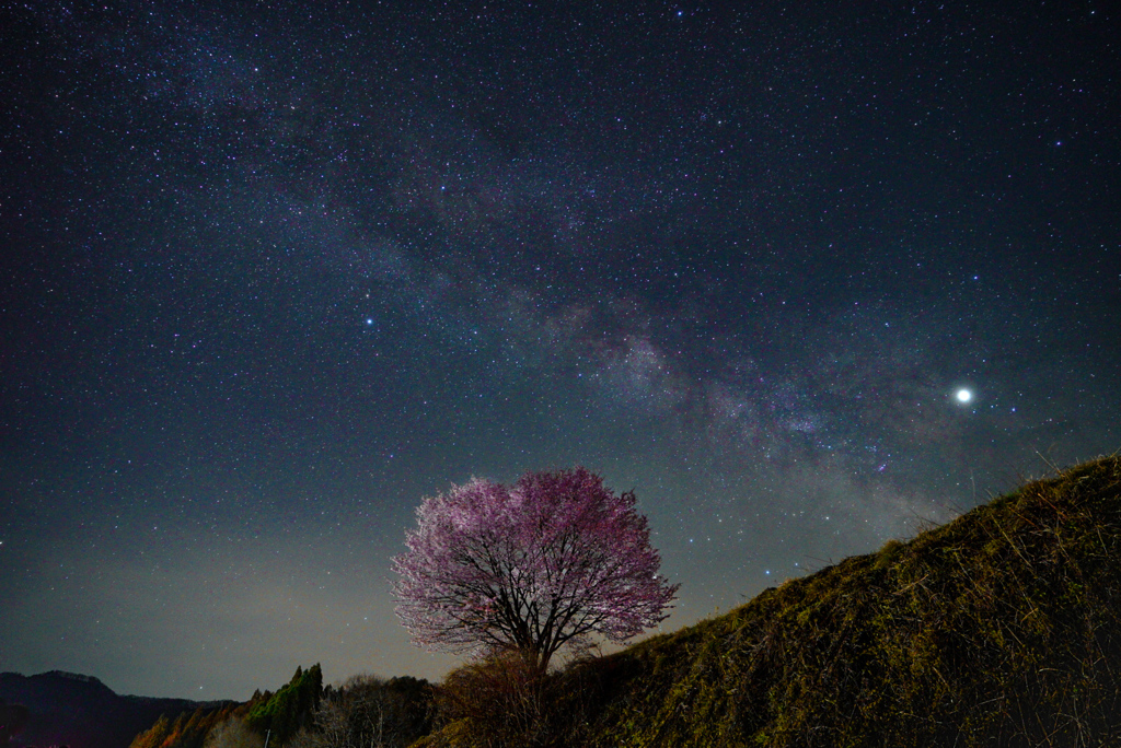 桜銀河～野平の一本桜～　*ソフトフィルターあり