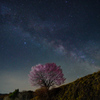 桜銀河～野平の一本桜～　*ソフトフィルターあり