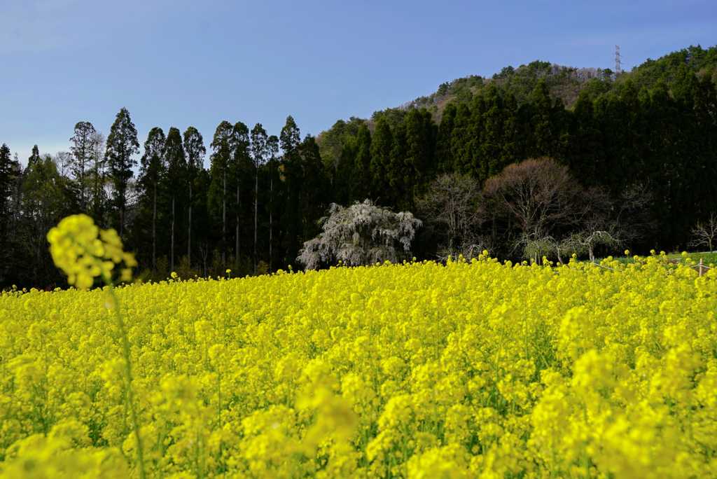 坪井のしだれ桜