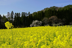 坪井のしだれ桜