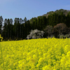 坪井のしだれ桜