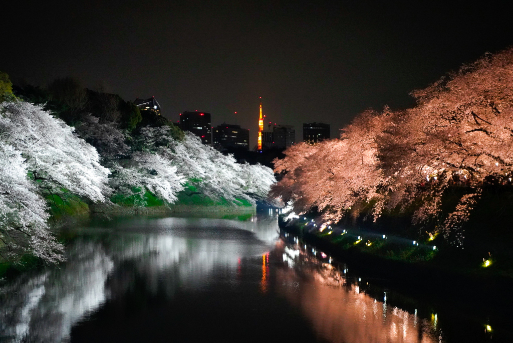 千鳥ヶ淵の夜桜