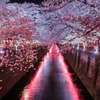 目黒川の夜桜