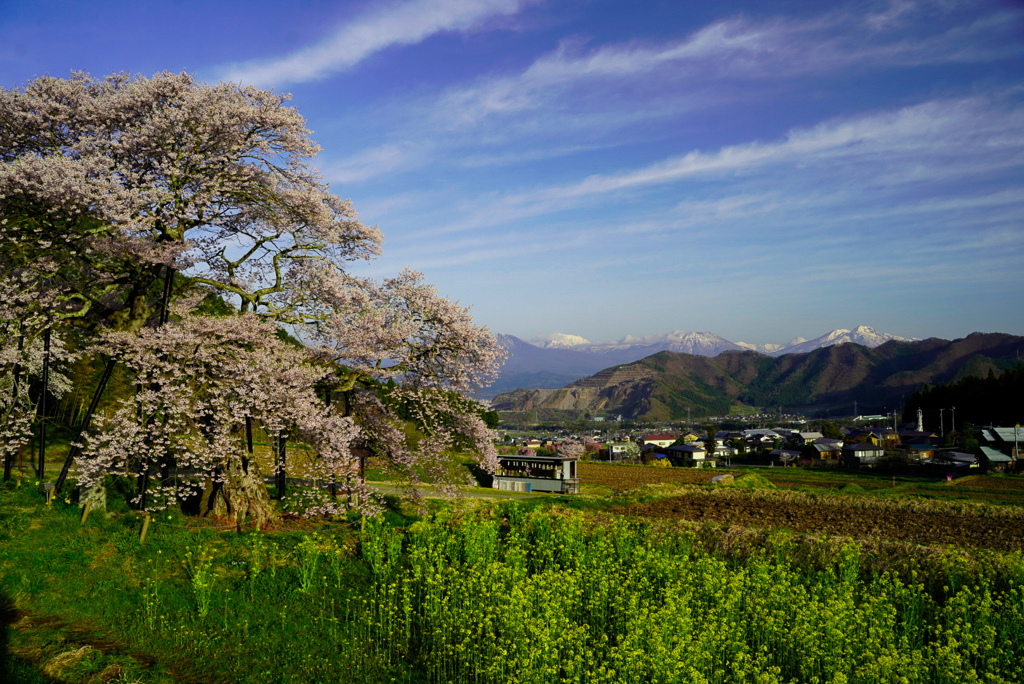 黒部のエドヒガン桜②
