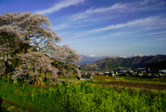 黒部のエドヒガン桜②