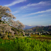 黒部のエドヒガン桜②