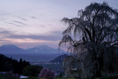 夕暮れの水中のしだれ桜