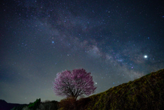 桜銀河～野平の一本桜～　＊ソフトフィルターなし