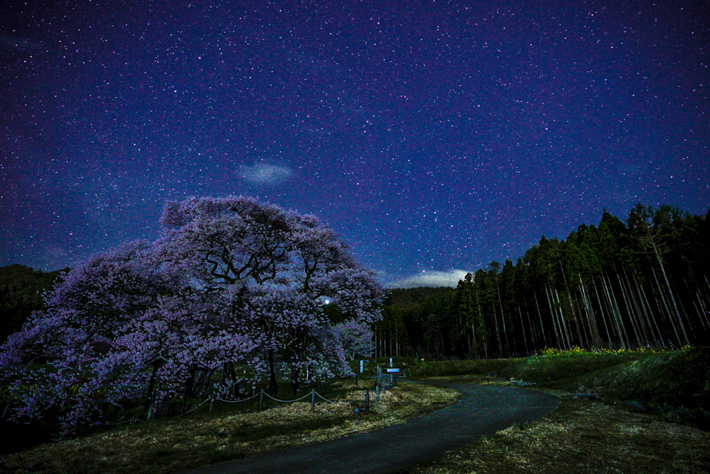 星降る黒部のエドヒガン桜