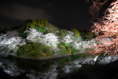 千鳥ヶ淵の夜桜②