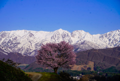 一本桜と残雪の白馬三山