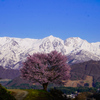 一本桜と残雪の白馬三山
