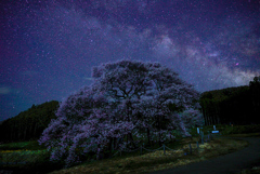 黒部のエドヒガン桜にかかる天の川
