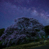 黒部のエドヒガン桜にかかる天の川