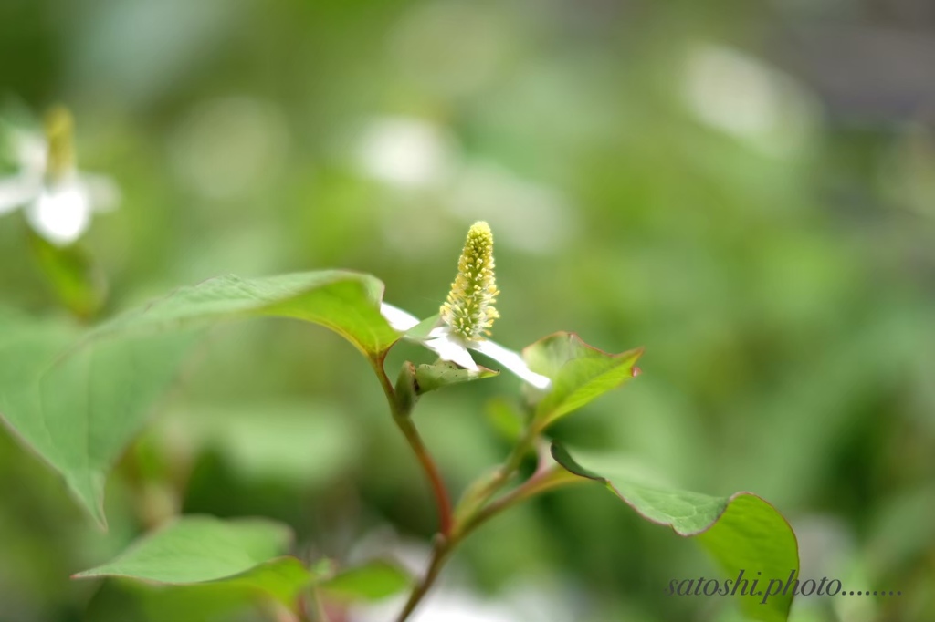 ドクダミの花