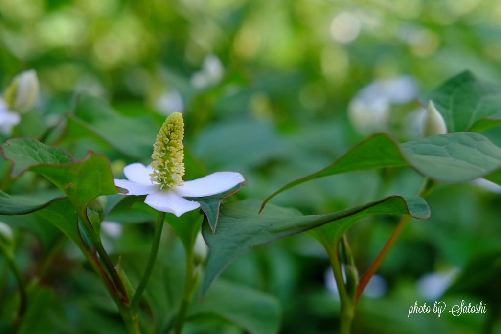 ドクダミの花