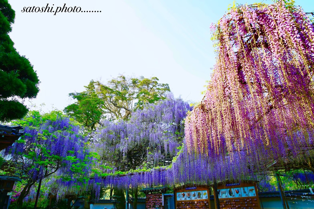 ふじの花