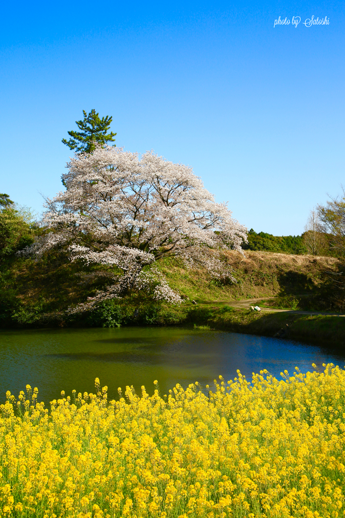 川内ジラカンス桜