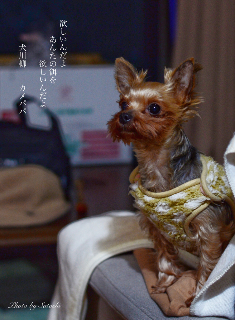 犬　川柳