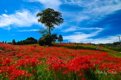 社が丘花園公園②   彼岸花