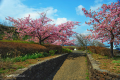 第二西海橋-桜並木道街道　釣りバカ日誌撮影場所