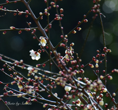 梅の花