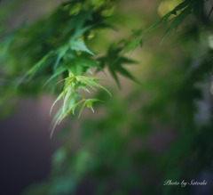 緑もみじ　「CONTAX Carl Zeiss Planar T* 50mm 」